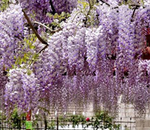 桦甸日本紫藤